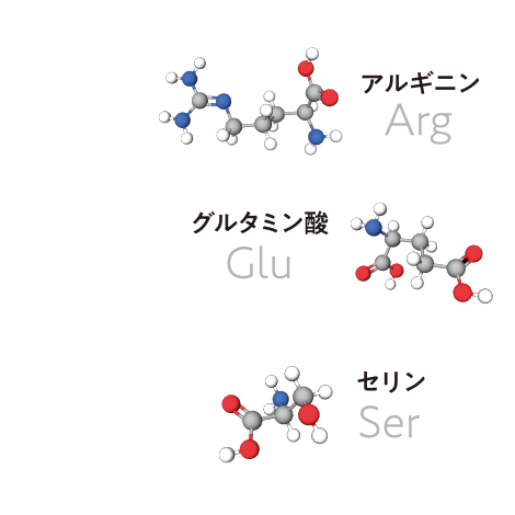 3種のアミノ酸（アルギニン・グルタミン酸・セリン）